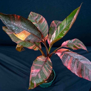 Pink Variegated Banana 8" pot