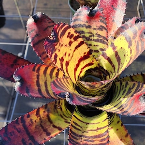 Bromeliad Neoregelia Tiger 6&quot; pot