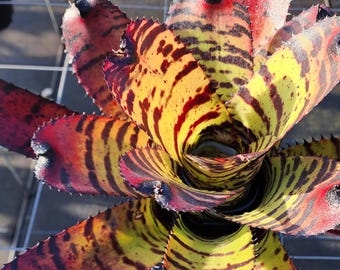 BROMELIAD Aechmea AQUILEGA VARIEGATED Large Grower Sun Lover