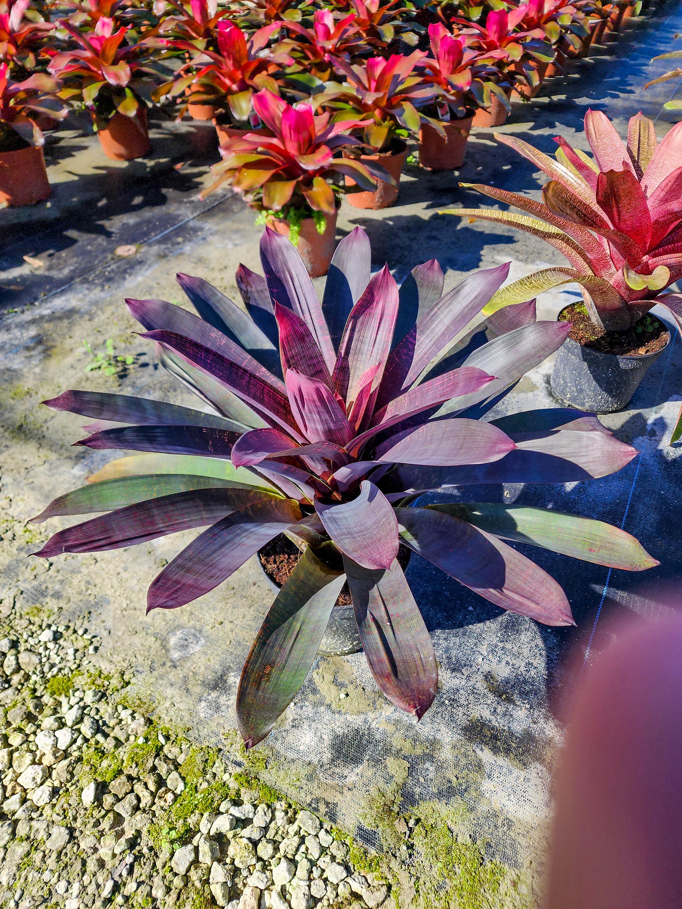 Vriesea Purple Diamond - Etsy