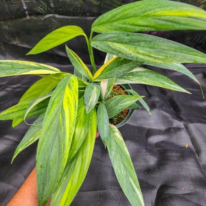 kumquat plant Citrus japonica main image 1