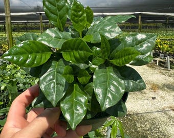 Arabica Coffee Plant (Coffea arabica)
