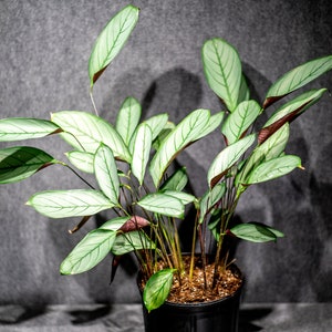 Calathea Ctenanthe Setosa 10 pot imagem 2