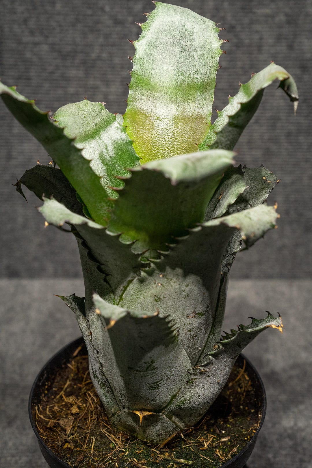 最強鋭鋸歯】 Hohenbergia Karla' ホヘンベルギア カーラ Hohenbergia