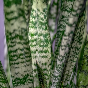 Sansevieria Wintergreen 'Snake plant' 3 gallon pot