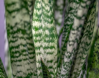 Sansevieria Wintergreen 'Slangenplant' in een pot van 3 gallon (ca. 11 liter)