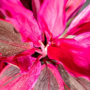 Cordyline fruticosa Red Sister, Ti Plant, Cordyline Terminalis, Dracaena Terminalis 10 pot image 6