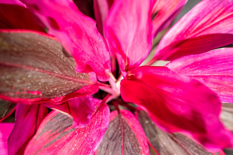 Cordyline fruticosa Red Sister, Ti Plant, Cordyline Terminalis, Dracaena Terminalis 10 pot image 6