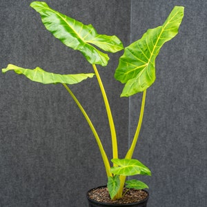 Alocasia sp. macrorrhiza var. &#39;Lutea&#39; potted in a 10&quot; pot