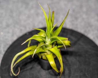 Tillandsia Streptophylla (Free Shipping with the purchase of another plant none tillandsia)