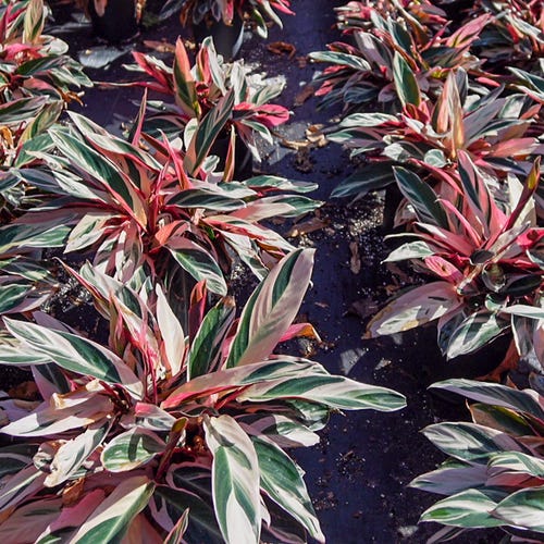 Calathea Stromanthe Triostar: Pink Variegated Tropical Prayer Plant in 3 gallon