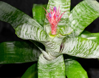 Bromeliad Aechmea Fasciata (6 inch pot)