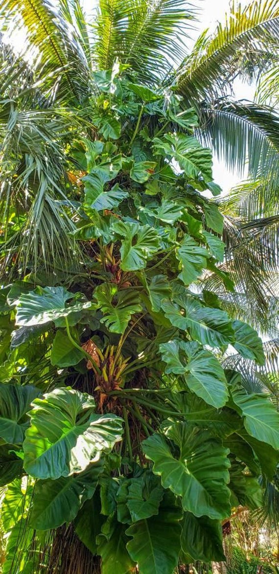 Philodendron Giganteum 14" Pot (7 Gallon) - Etsy