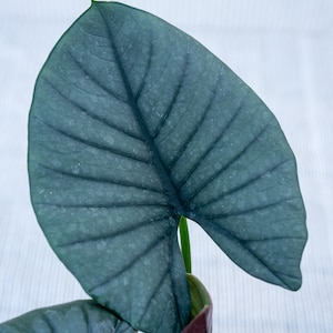 Alocasia Reginae  4&quot; pot