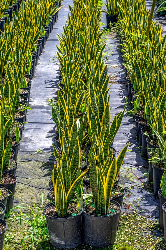 Sansevieria Laurentii Plant | Snake Plant, Air Purifier - Etsy