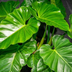 Philodendron Wilsonii (3 gallon pot)