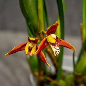 Maxillaria tenuifolia, the Coconut Orchid