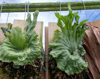 P. Veitchii Auburn River Pup - Etsy