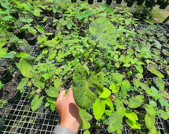 Colocasia Mojito 6" pot