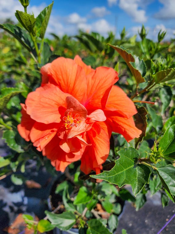 Hibiscus Double Peach 3 Gallon - Etsy