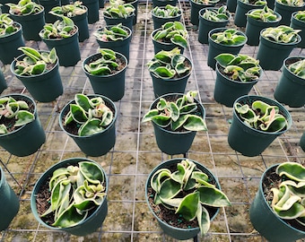 Hoya Compacta Variegata