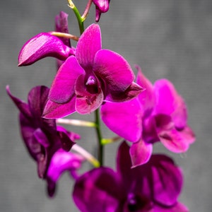 Dendrobium Poper Red image 1