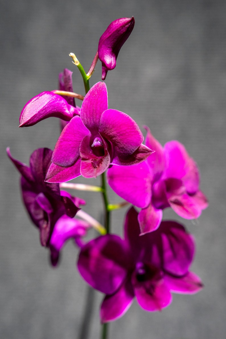 Dendrobium Poper Red image 1