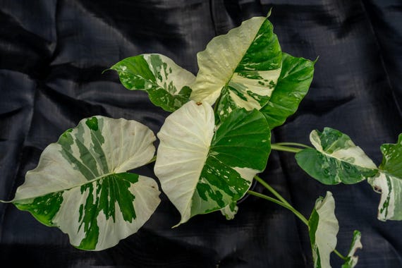 Alocasia Odora Variegata 8" Pot - Etsy
