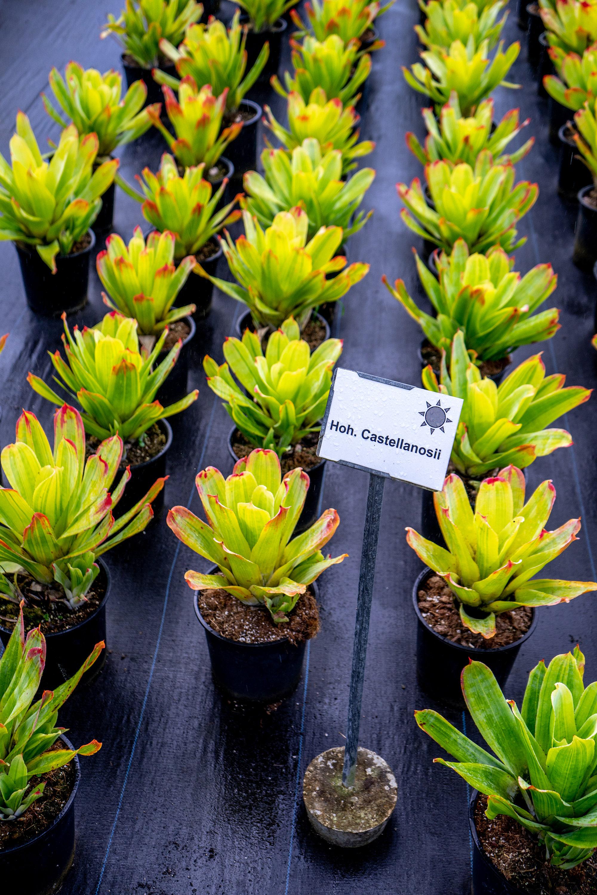 Bromeliad Hohenbergia Castellanosii Variegated 8