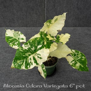 Alocasia Odora Variegata 6&quot; pot