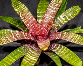 Bromeliad Vriesea Red Chestnut 6" pot