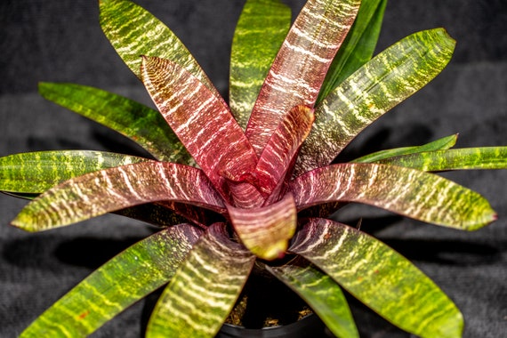 ブロメリア・エアープランツ Vriesea Red Chestnut Bromeliad Vriesea Red Chestnut 6