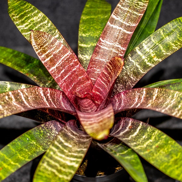 Bromeliad Vriesea Red Chestnut 6" pot