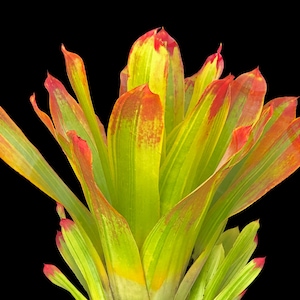 Bromeliad Hohenbergia Castellanosii Variegated 8 pot image 1