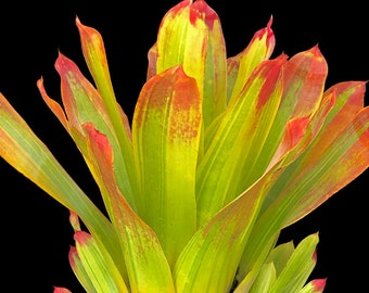 Bromeliad Hohenbergia Castellanosii Variegated 8" pot