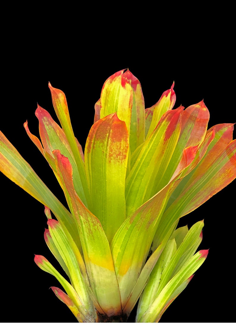 Bromeliad Hohenbergia Castellanosii Variegated 8 pot image 1