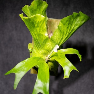 Platycerium Stemaria var &#39;Laurentii&quot;