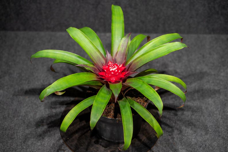 305 Greenery Bromeliad Guzmania - Thumbnail 3