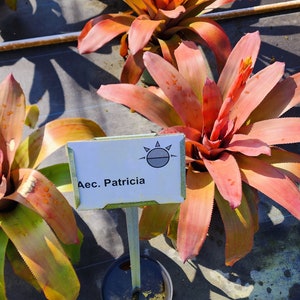 Bromeliad Aechmea Patricia