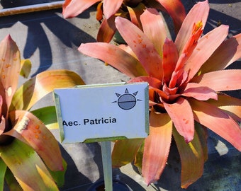 Bromeliad Aechmea Patricia