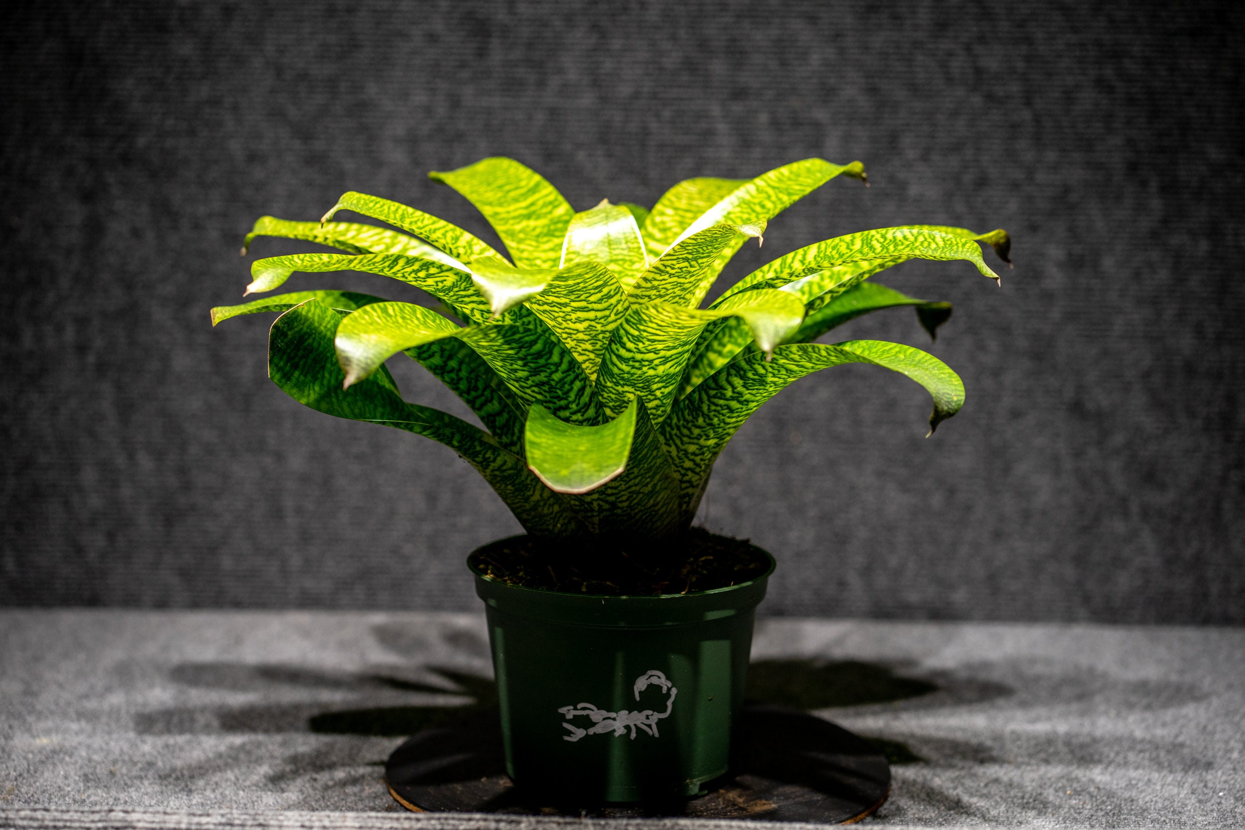 Vriesea Mint Julip 6