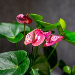 Anthurium &#39;Maine&#39; 6&quot; pot