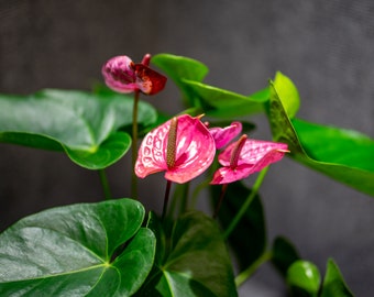 Anthurium 'Maine' 6" pot