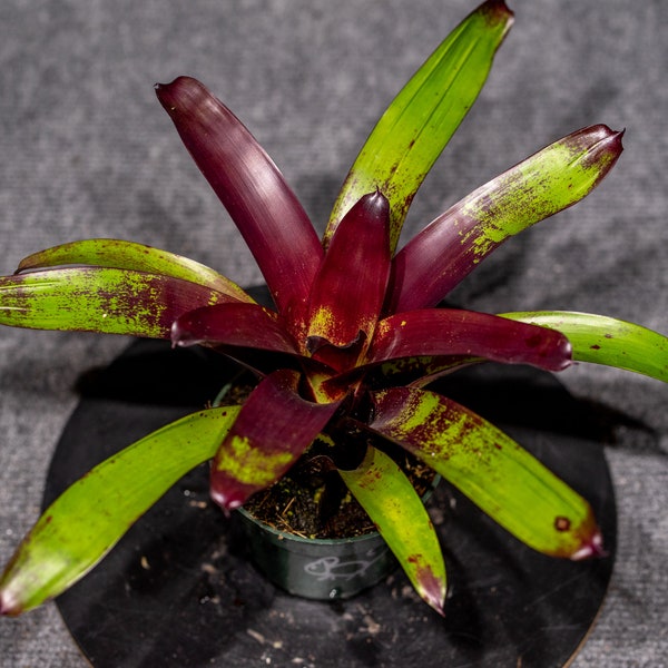 Bromeliad Vriesea Purple Cockatoo 4" pot