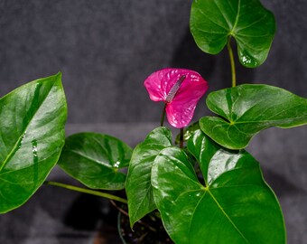 Anthurium Utah 6" pot