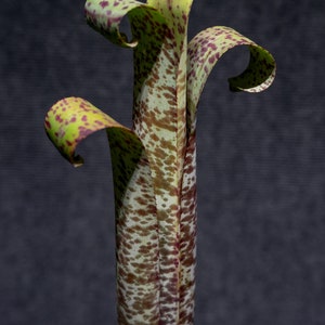 Quesnelia Marmorata 5&quot; pot