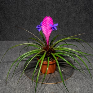 Tillandsia Cyanea 4 pot image 2