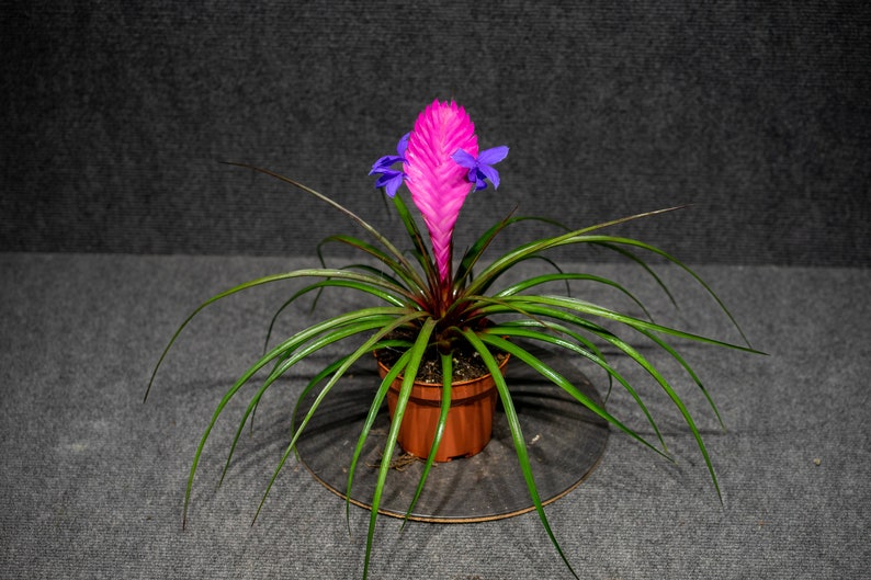 Tillandsia Cyanea 4 pot image 2