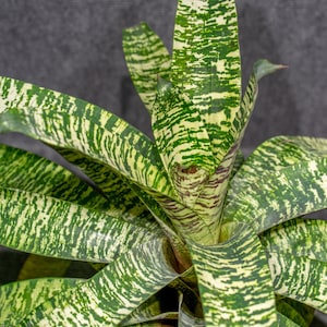 Bromeliad Vriesea Ospinae Gruberii Ice 6&quot; pot