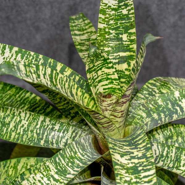 Bromeliad Vriesea Ospinae Gruberii Ice 6" pot